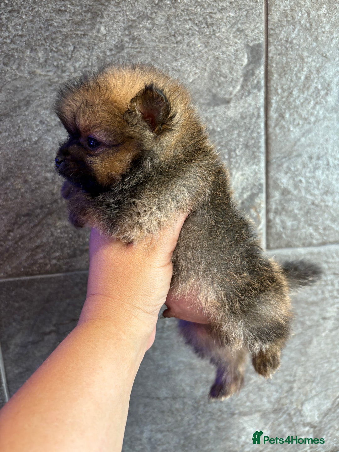 Pomeranian dogs for sale:  Pomeranian’s extra small beautiful fluffy - Image 6