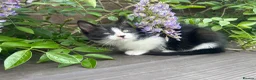 Mixed Breed cats for sale: Sweet friendly kitten   - Advert 17