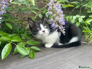 Mixed Breed cats Friendly playful kittens - Advert 3