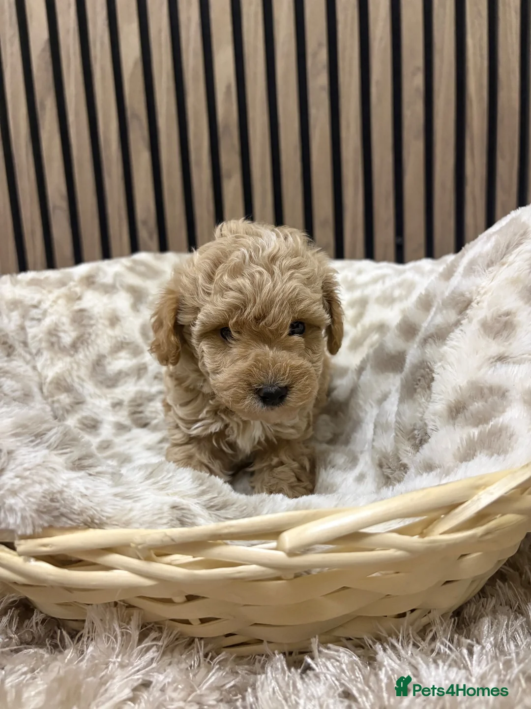 Maltipoo dogs for sale: 3 boy maltipoos  in Slough - Advert 24