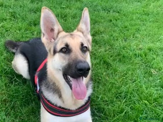 German Shepherd dogs German shepherd girl - Advert 1