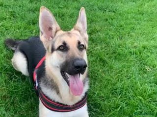 German Shepherd dogs German shepherd girl - Advert 9