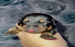 Rottweiler dogs for sale: Rottweiler puppies looking for a forever home - Image 6