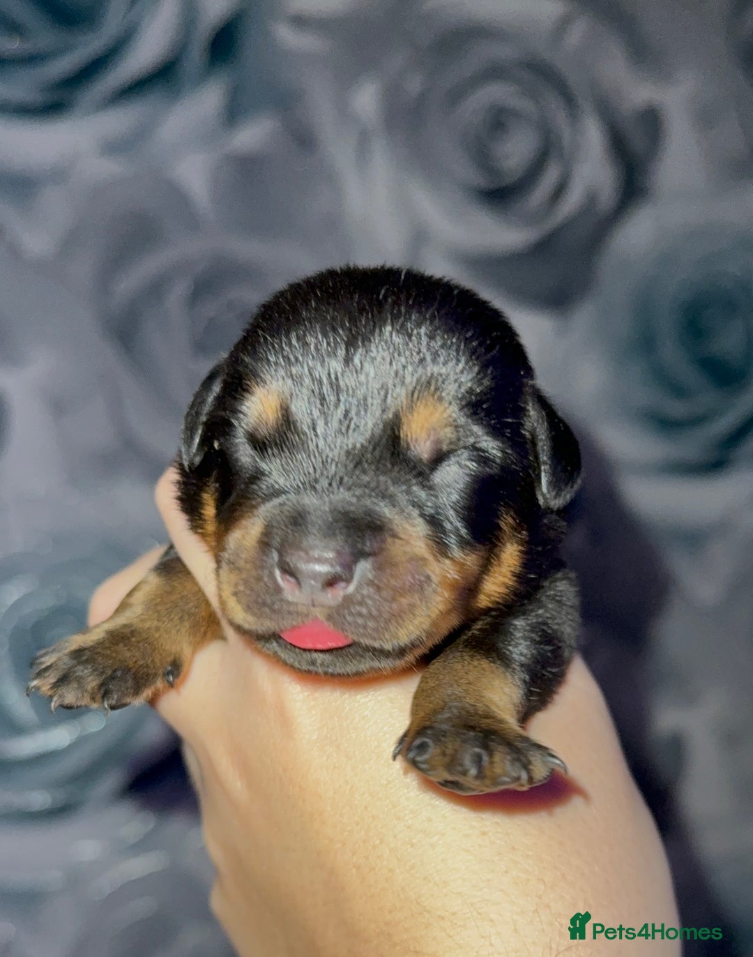 Rottweiler dogs for sale: Rottweiler puppies looking for a forever home - Image 6