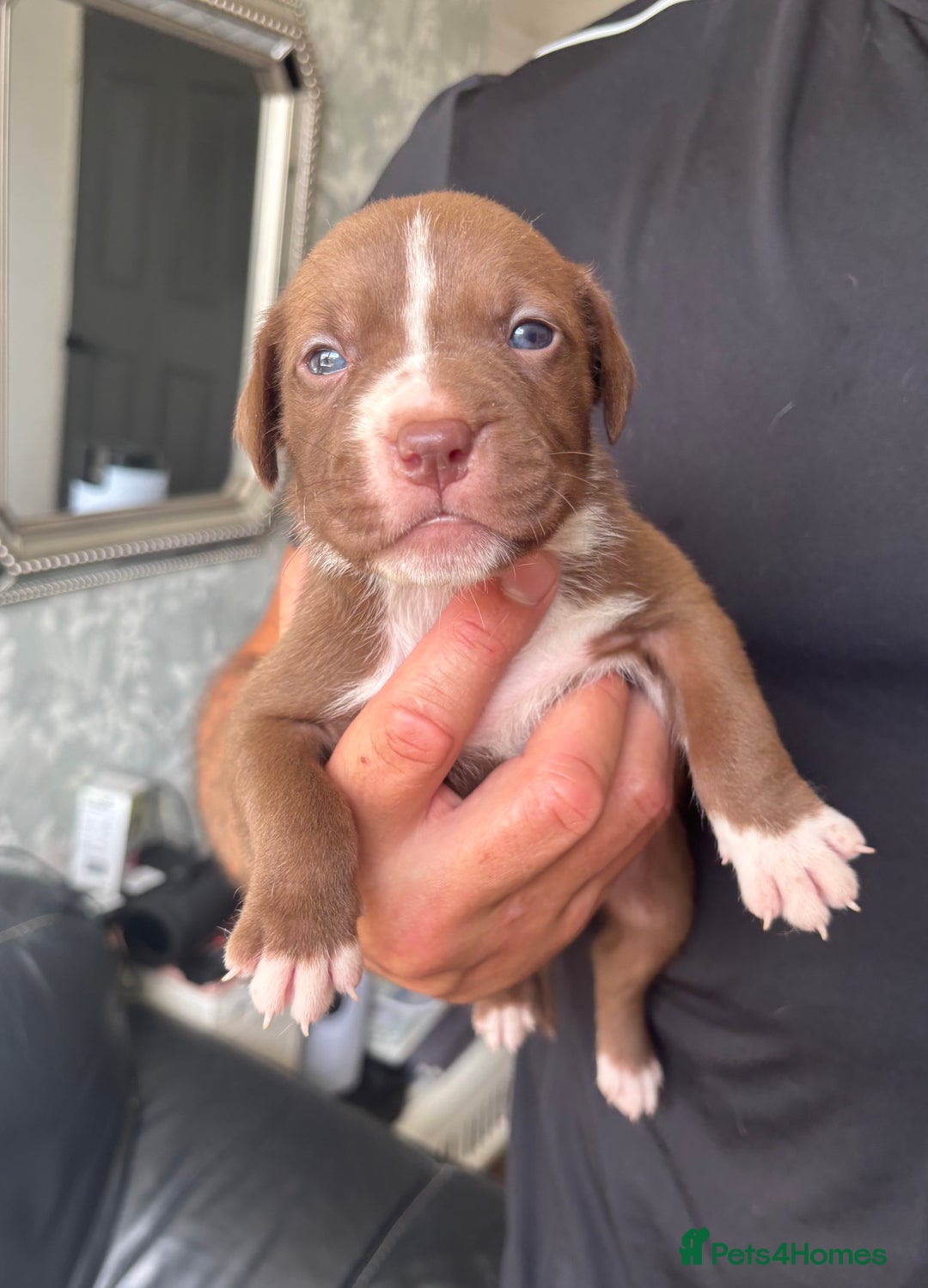 American Bull Staffy dogs for sale: 8 beautiful Amstaff puppies - Image 16