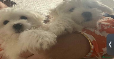 Maltipoo dogs - Advert 5