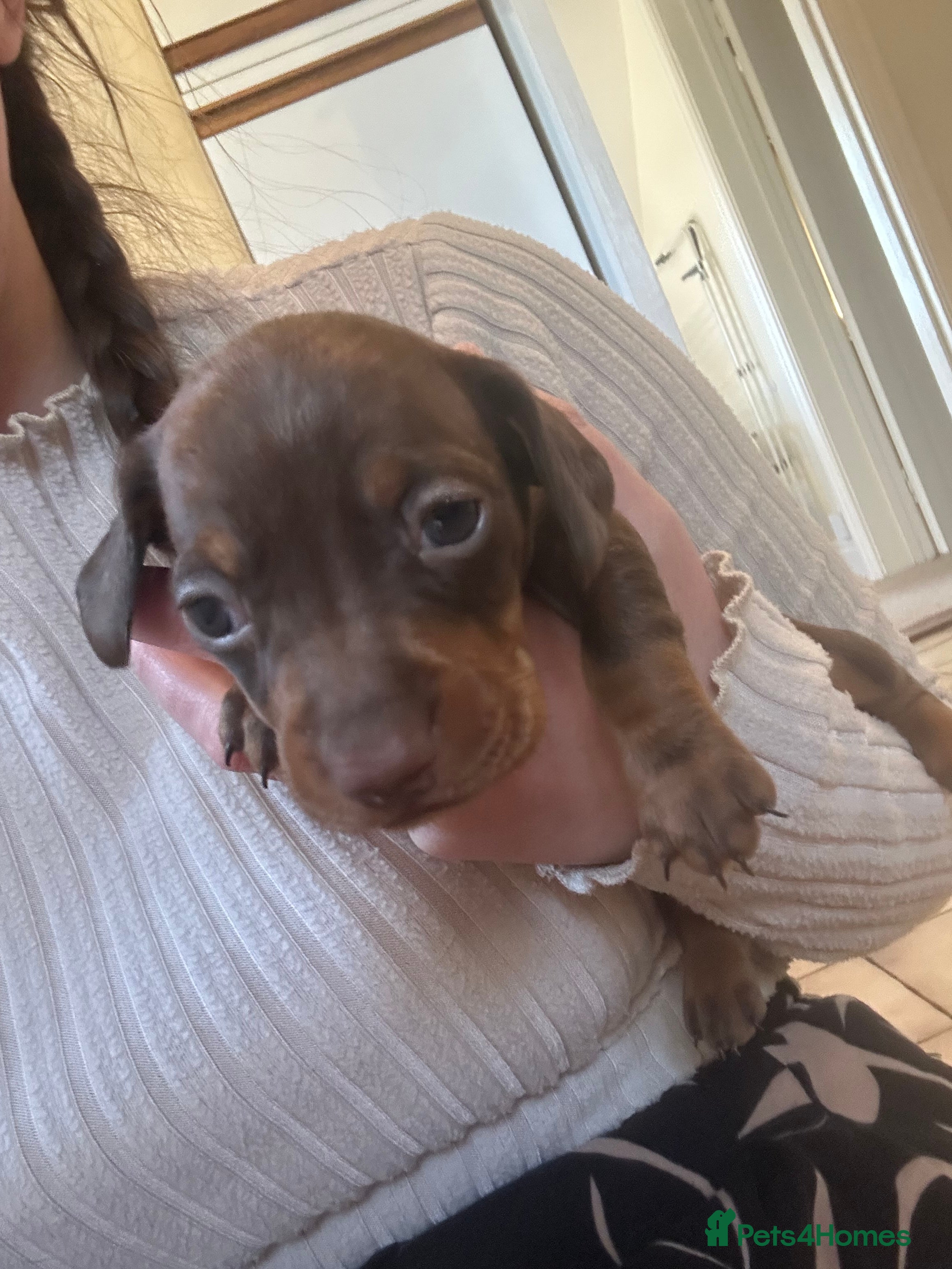 Miniature Dachshund dogs for sale: *reduced* ready now Miniature dachshund.  - Advert 19
