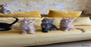 Maine Coon cats in Banbury - Advert 7
