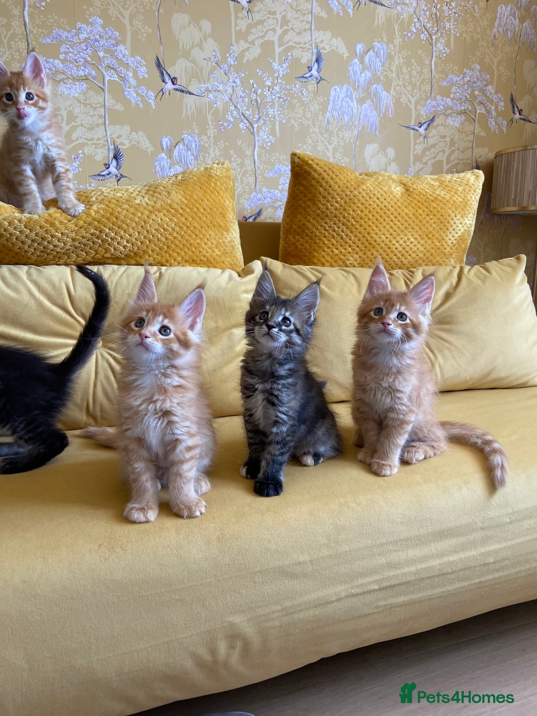 Maine Coon cats for sale: GCCF Registered Maine Coons Ready 16th August  in Banbury - Image 1