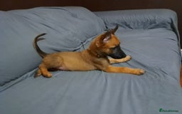 Belgian Shepherd Dog dogs for sale: Belgian malinois puppies for sale  - Image 13