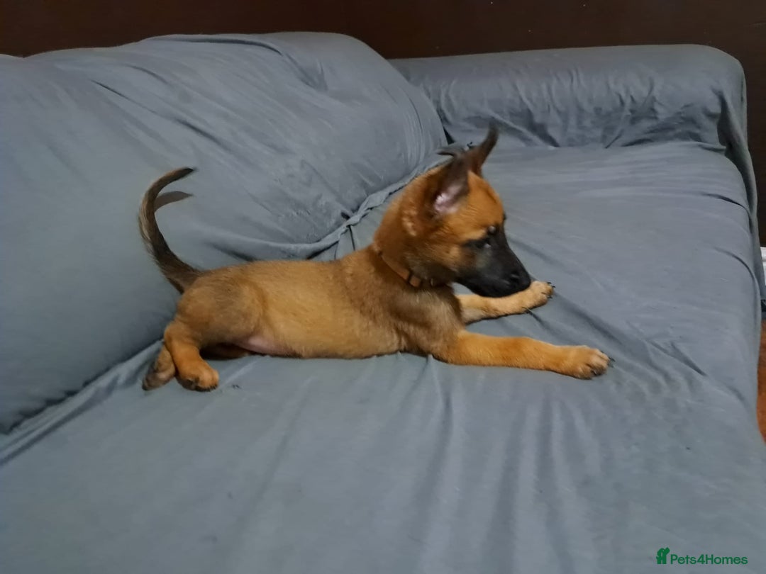 Belgian Shepherd Dog dogs for sale: Belgian malinois puppies for sale  - Image 13