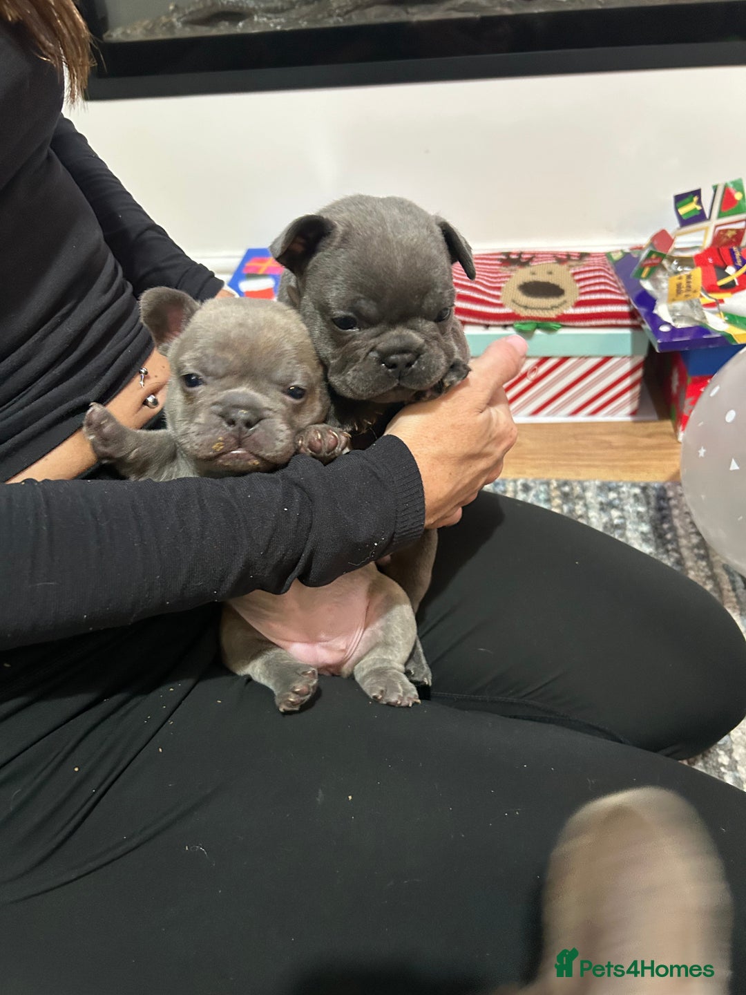 French Bulldog dogs for sale: Top quality French bulldog pups - Advert 6