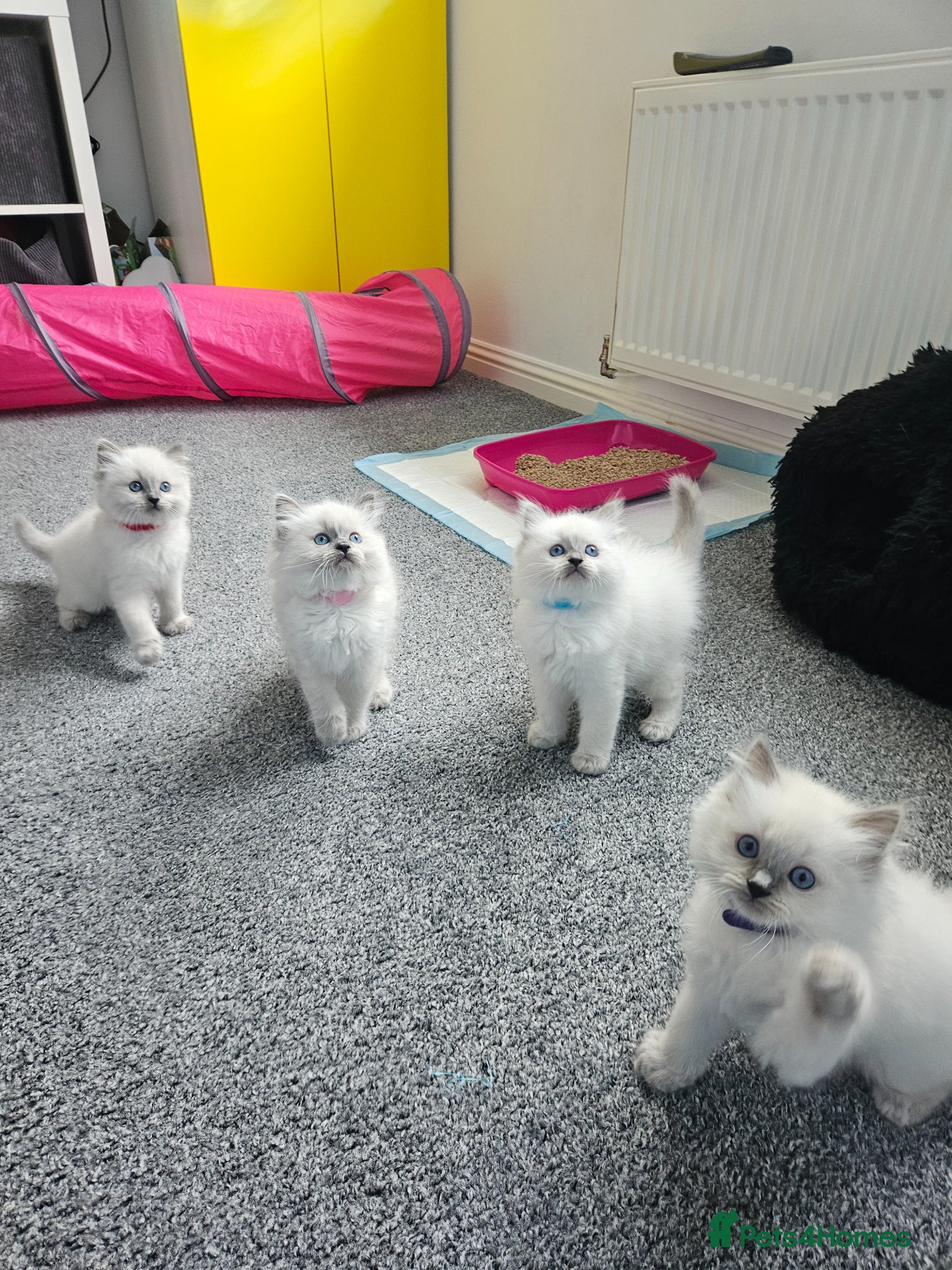 Ragdoll cats Ragdoll kittens looking new home 🏡  - Advert 12