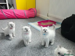 Ragdoll cats Ragdoll kittens looking new home 🏡 - Advert 12