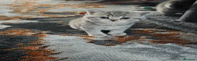 British Shorthair Kitten 1