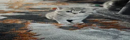 British Shorthair cats for sale: British shorthair kittens - Advert 12