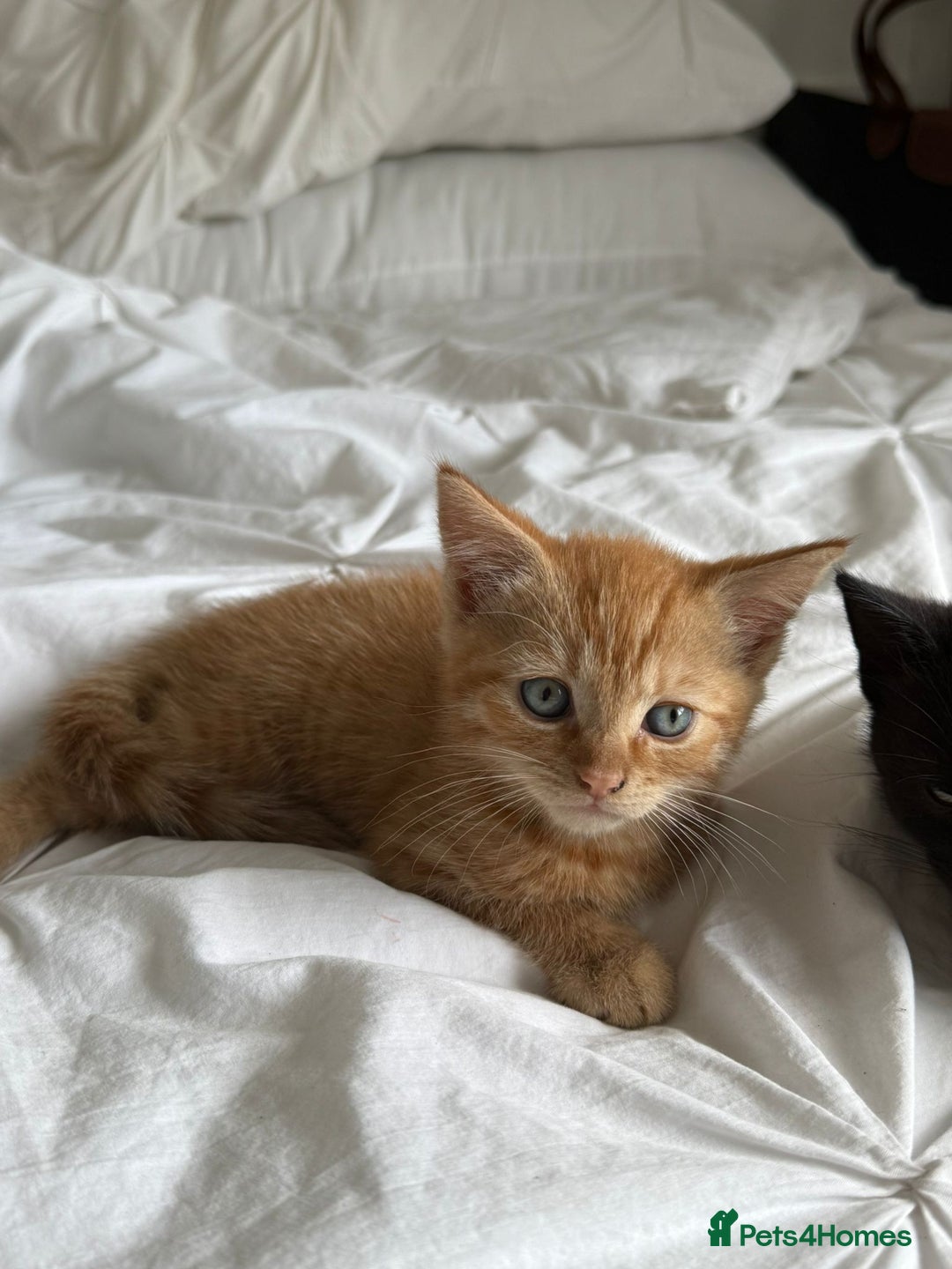 Mixed Breed cats for sale: Two beautiful male kittens  - Image 10