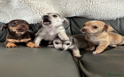 Chiweenie dogs for sale: CHIWEENIE PUPS READY 10TH NOVEMBER  - Image 1