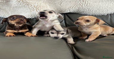 Chiweenie dogs - Advert 10