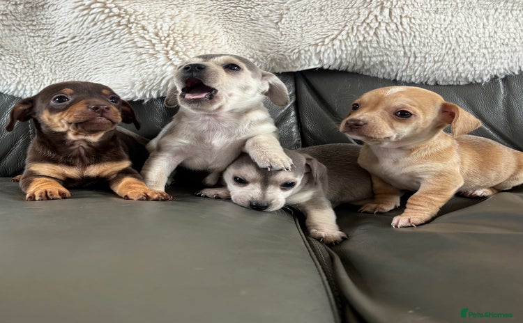 Chiweenie dogs - Advert 1
