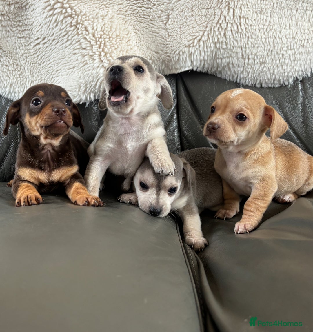 Chiweenie dogs for sale: CHIWEENIE PUPS READY 10TH NOVEMBER  - Image 1