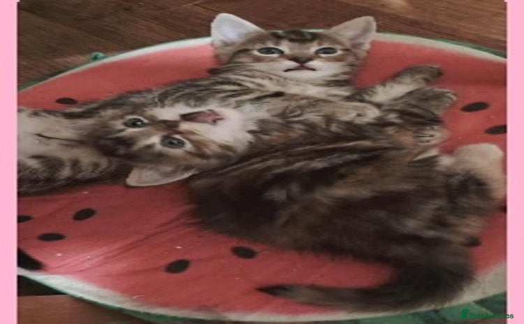 Mixed Breed cats - Advert 13