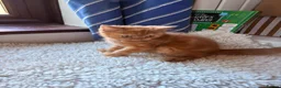 British Shorthair cats for sale: Fawn Tortie & Cinnamon Tortie sisters - Advert 16