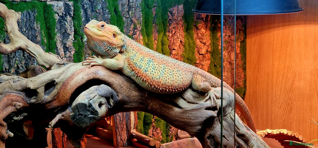 Bearded Dragon reptiles for sale: Blue Bar Lemon Hypo Bearded Dragon - Advert 1