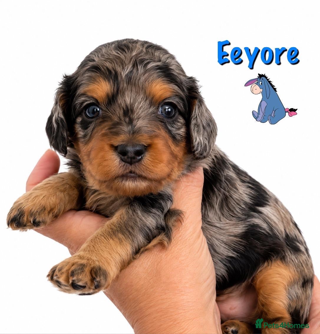 Cavapoo dogs **One Left** Beautiful F1 Cavapoos - Advert 3