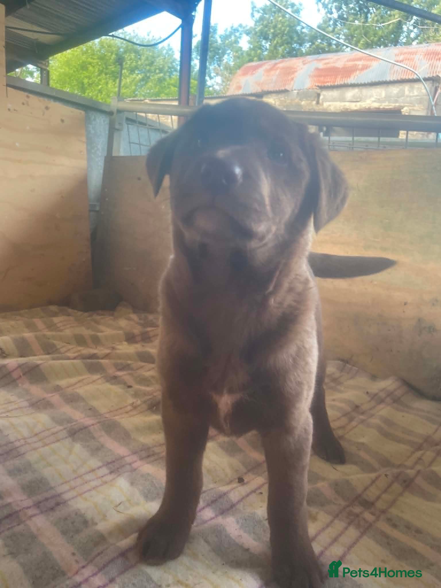 Mixed Breed dogs Chunky Chocolate Labrador Cross Sheepdog pups - Advert 2