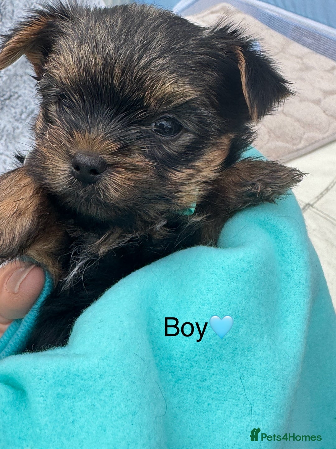 Yorkshire Terrier dogs for sale: Miniature Yorkshire terrier - Image 4