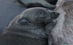 Staffordshire Bull Terrier dogs for sale: Twin large blue staffy boys - Image 18
