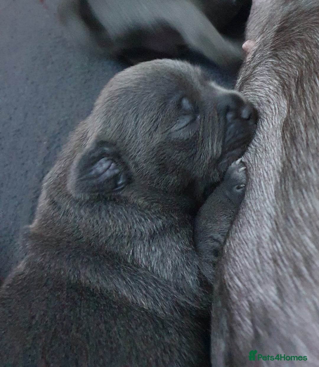 Staffordshire Bull Terrier dogs for sale: Twin large blue staffy boys - Image 18