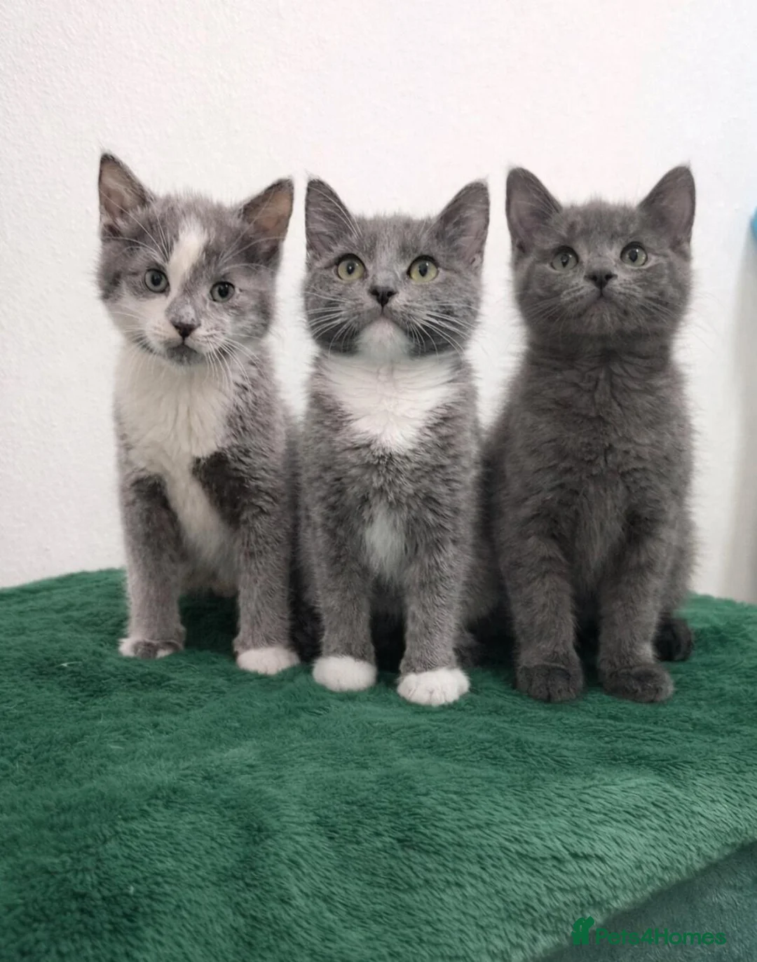 Mixed Breed cats for sale: British shorthaired x ragdoll  - Advert 2