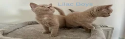 British Shorthair cats for sale: 5 British Shorthair Kittens in Wellingborough - Advert 5