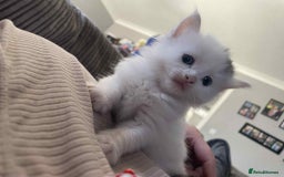 Maine Coon cats for sale: Kittens for sale  - Image 18