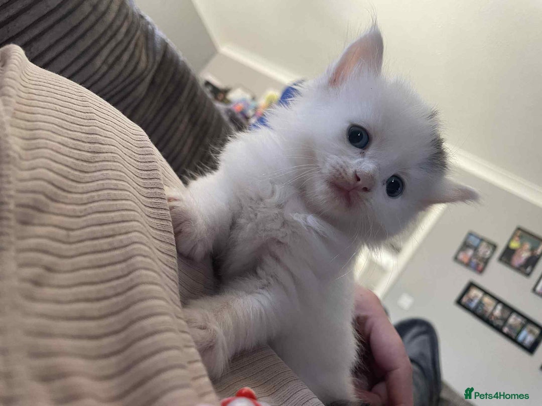 Maine Coon cats for sale: Kittens for sale  - Image 18