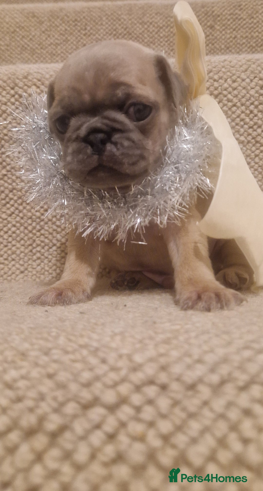 Pug dogs for sale: Male pug puppy  - Advert 12