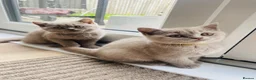 British Shorthair cats for sale: ✨Stunning Lilac  British Shorthair GCCF ✨ - Advert 6