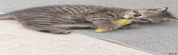 British Shorthair cats for sale: 🐾 Exceptional GCCF British Shorthair Kittens 🐾 - Advert 13