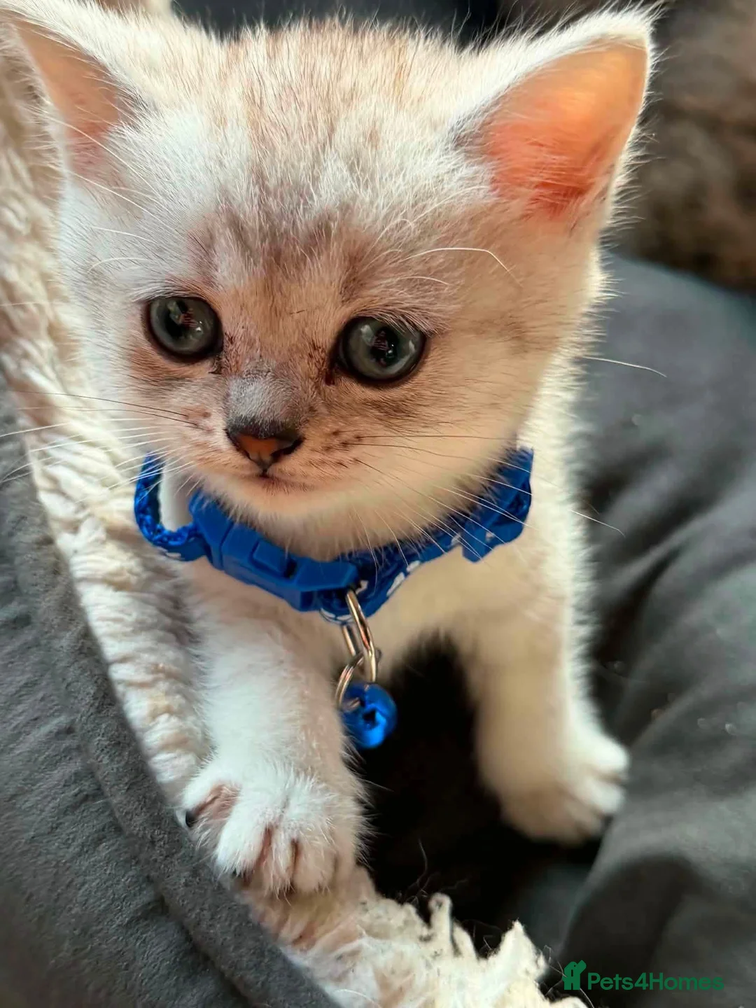 British Shorthair cats for sale: British shorthair for sale in Dagenham - Advert 2