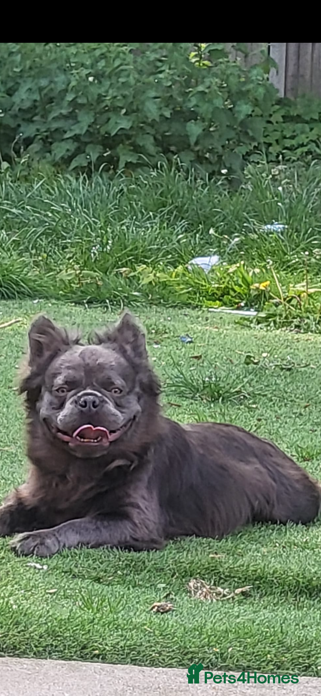 French Bulldog dogs for sale: Beautiful full fluffy French bulldog  - Advert 9