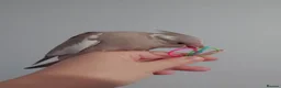 Cockatiels birds for sale: Hand reared silly tame DNA sexed baby cockatiels  - Advert 36