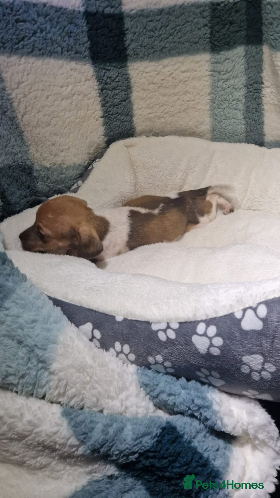 Dachshund dogs for sale: Dachshund puppies - Advert 6