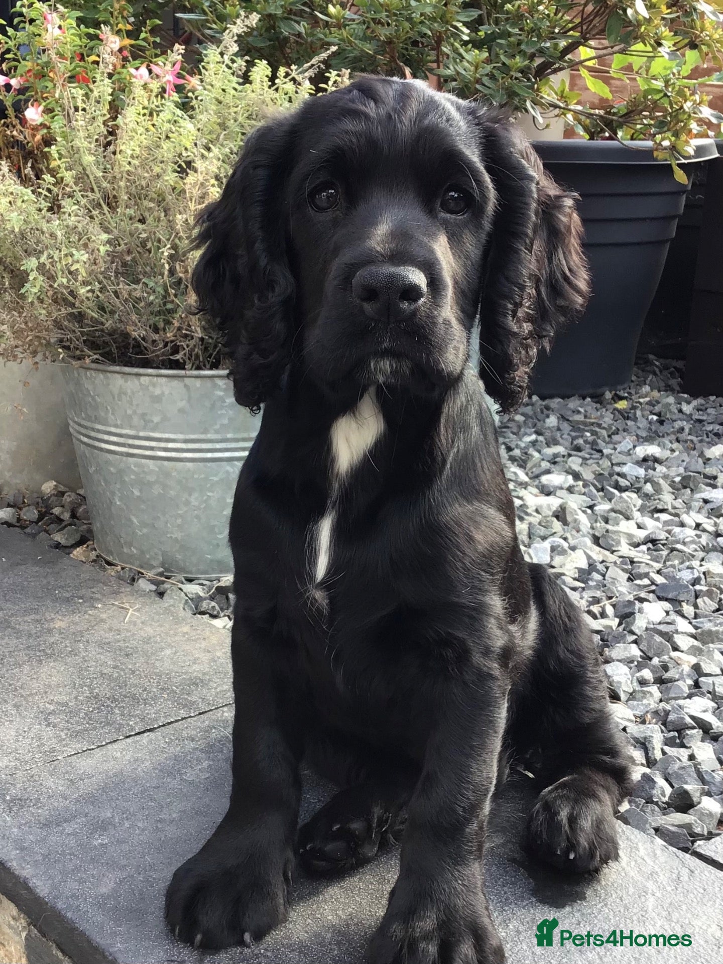 Cocker Spaniel dogs COCKER SPANIEL PUPPY.  - Advert 13