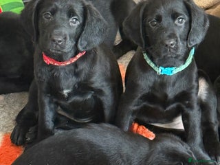 Mixed Breed dogs Sprockador puppies looking for their new homes! - Advert 9