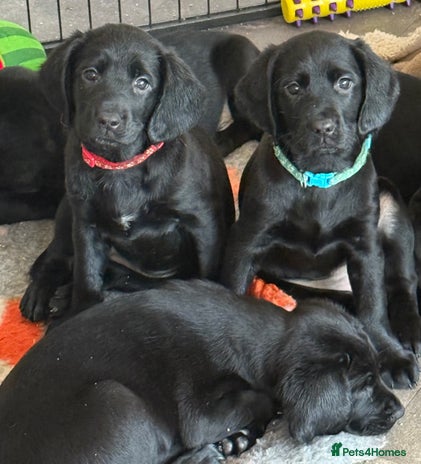 Mixed Breed dogs Sprockador puppies looking for their new homes! - Advert 11
