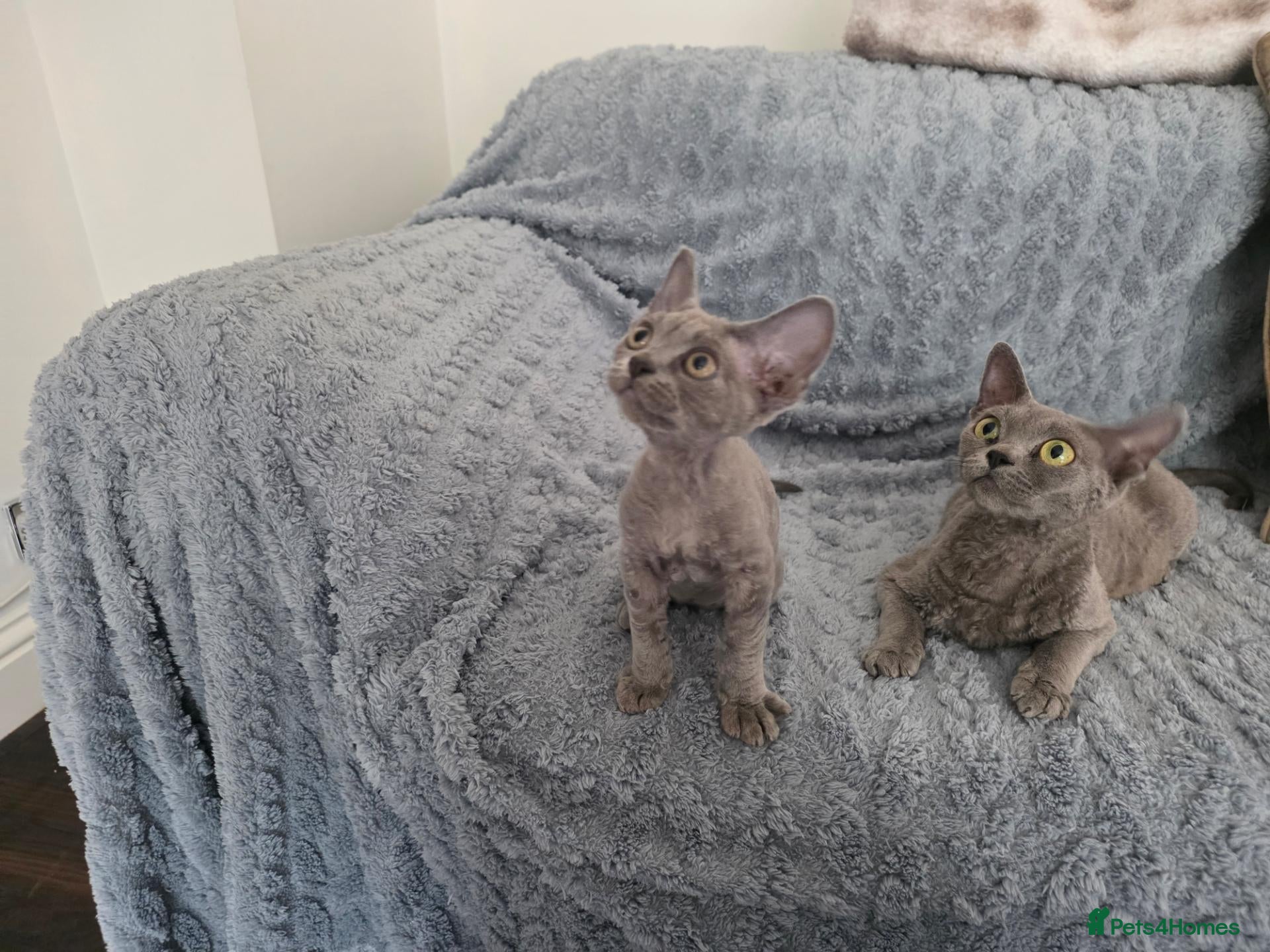 Devon Rex cats Dashing Devons - Advert 5