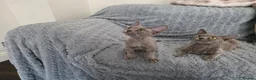 Devon Rex cats for sale: Dashing Devons - Advert 1