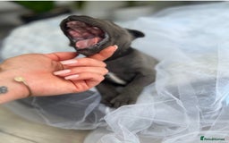 Staffordshire Bull Terrier dogs for sale: Staffordshire bull terrier  - Image 5